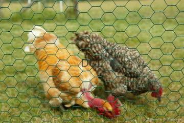 Hexagonal Wire Mesh (YU)