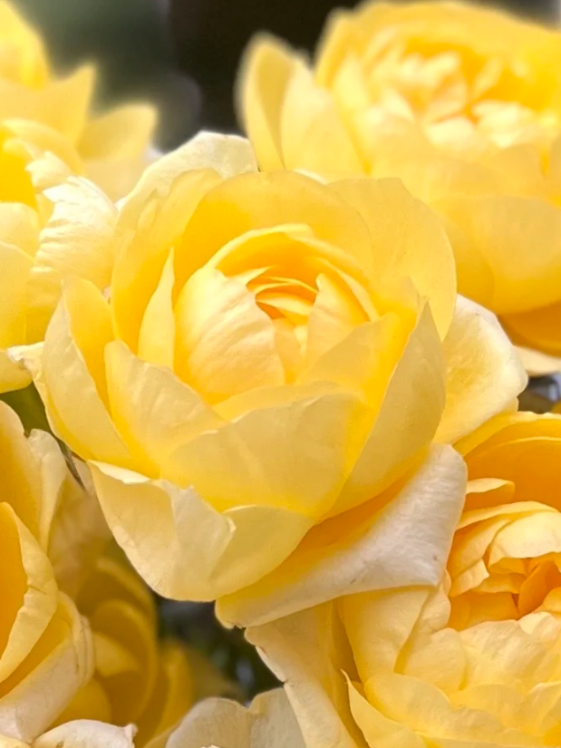 Starfruit Juice Spray Rose