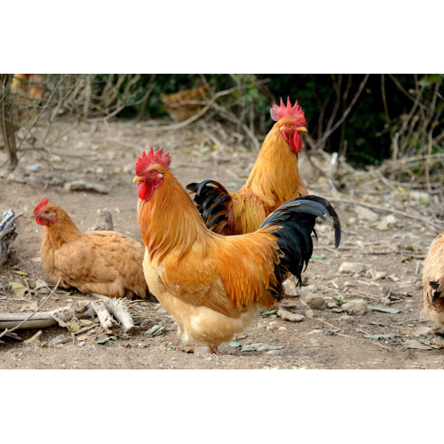 Carne ad alta proteina e pasto osseo 50% additivi