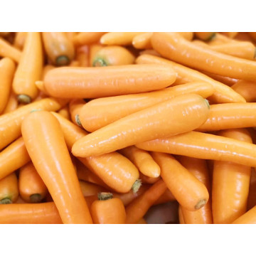 nuovo raccolto di carota fresca