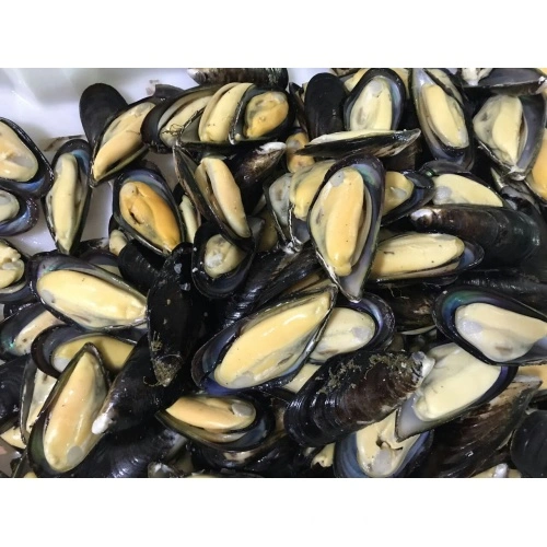 pişmiş yeşil midye