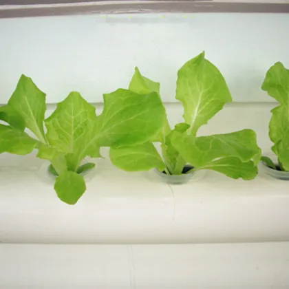 DIY Plastic Vertical NFT Hydroponics System for Indoor Gardening
