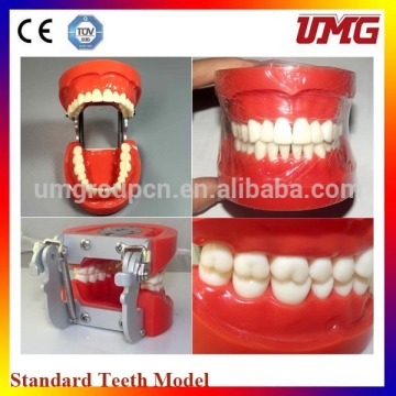 Standard dental model for sale,teeth model