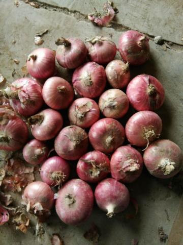 TOP QUALITY RED ONION CROP 2020