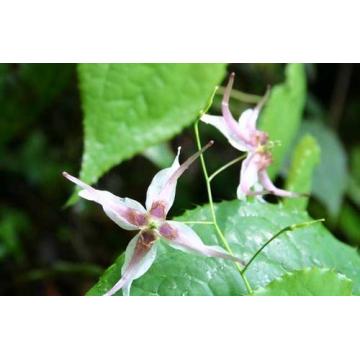 Epimedium Leaf Extract Icariin 10% Powder Sex Improve