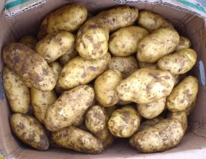 Farm Fresh Potato For Export With Low Price