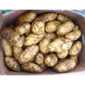 Batata fresca da exploração agrícola para a exportação com baixo preço