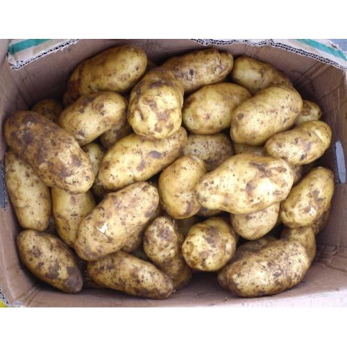 Patata fresca de la granja para la exportación con precio bajo