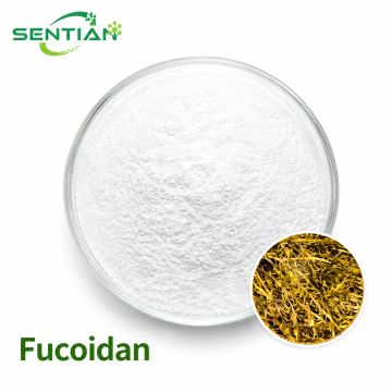Fucoidan 50% 85% UV Potent Extract for Health Support
