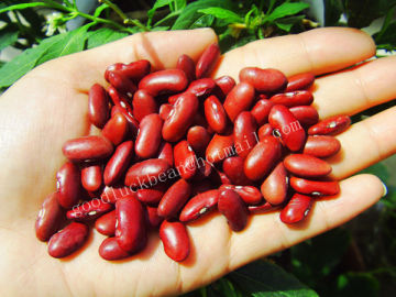 New Crop Dry Red Kidney Beans Specification