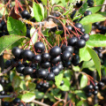 Extrait de tromberie noire naturelle avec des anthoc yanidins