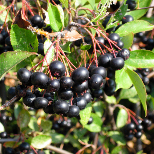 Natural Black Chokeberry Extract Powder With Anthoc Yanidins