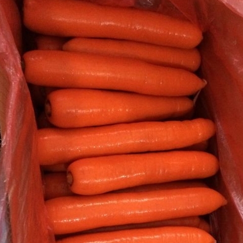 Kilang secara langsung membekalkan wortel segar