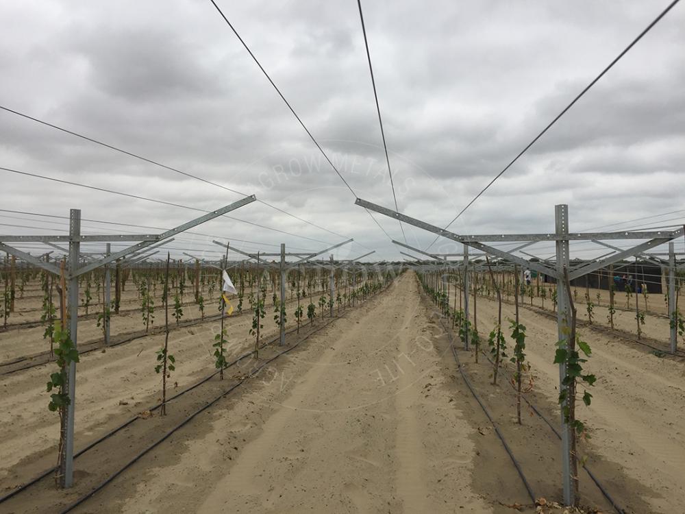 Grape Post and Stakes open gable crossarm