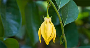 ylang ylang