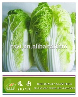 2015 Fresh Chinese Cabbage With Good Quality and Good Price Wholesale