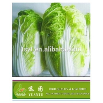 2015 Fresh Chinese Cabbage With Good Quality and Good Price Wholesale