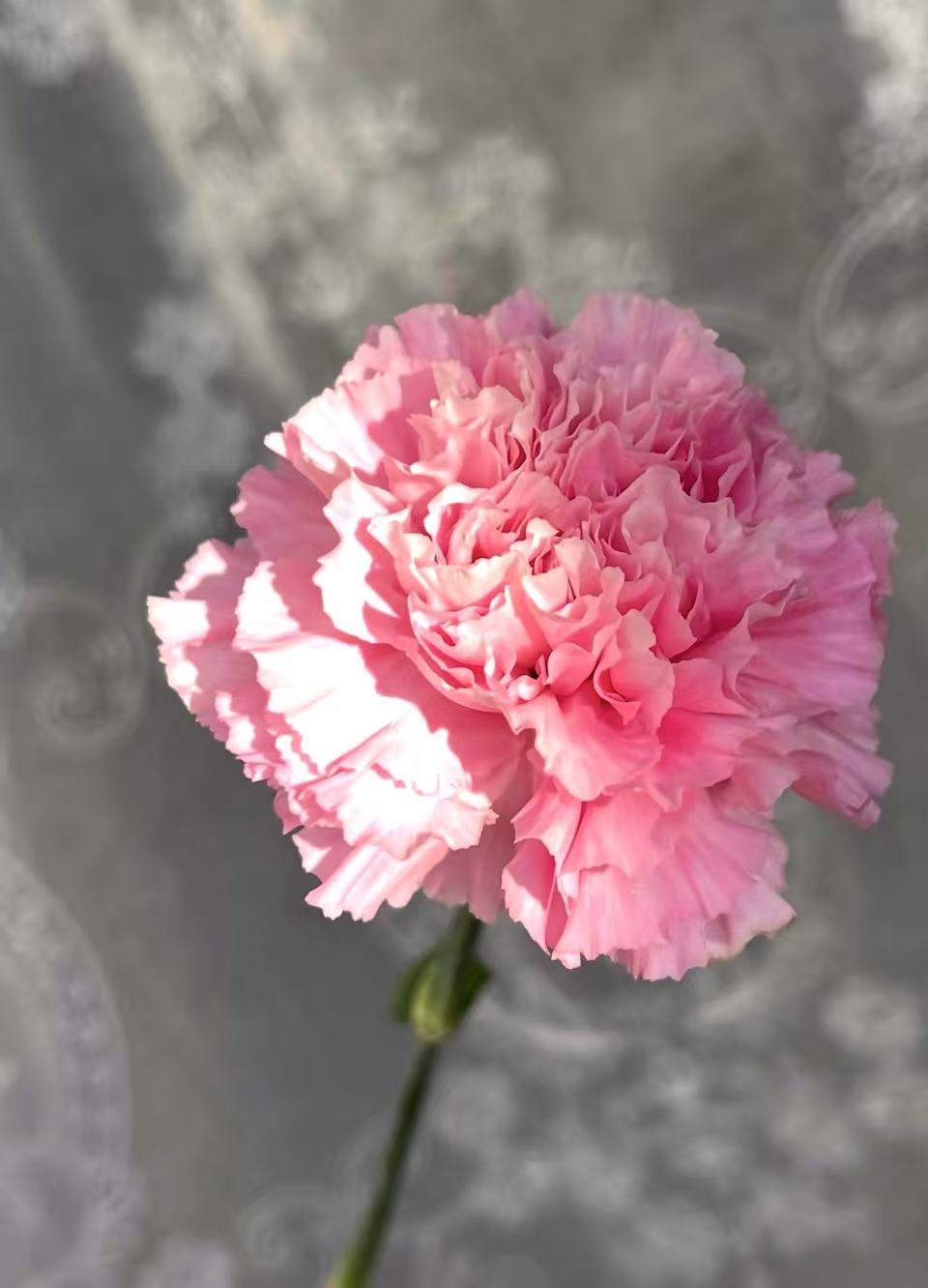 Singe-headed Carnation Little Peach red
