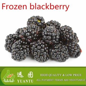 Supply the best quality of frozen blackberry/high quality blackberry