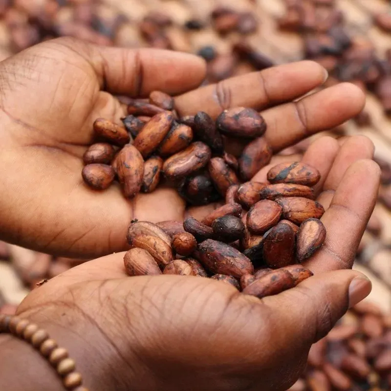 Energizing Premium Arabica Green Coffee Bean Cocoa Mix