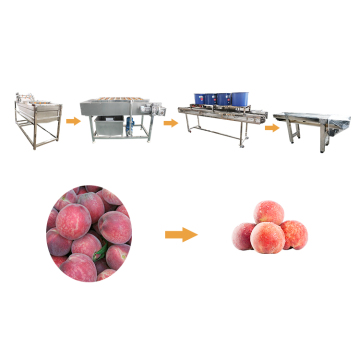 Pulizia della frutta e linea di lavorazione vegetale disidratata