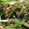 Natural Coix Seed Extract Powder