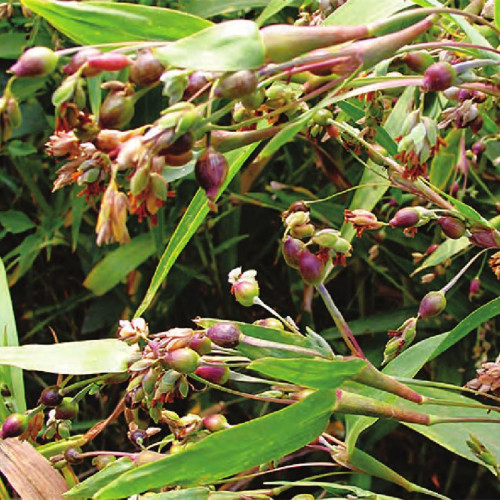 Natural Coix Seed Extract Powder
