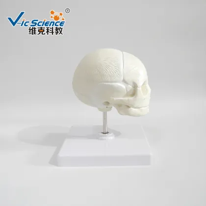 Life Size The model of fetus skull