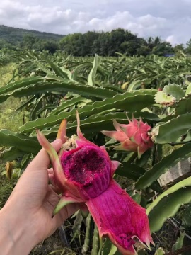 Red Dragon Fruit for Healthy Lifestyle Market