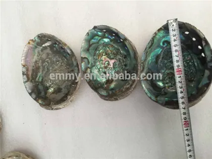 beauty green abalone/paua MOP shell supplier