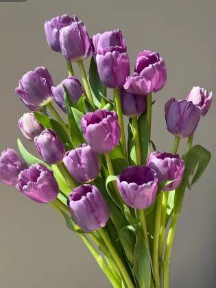 Fresh cut purple tulip