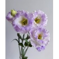 ইউনান ফুল রপ্তানি ডাস্টি গ্রে Lisianthus প্রিমিয়াম মানের