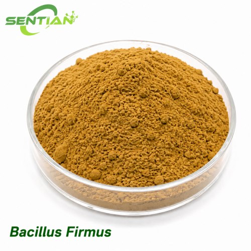 Bacillus Firmus Biological Nematicide Root Protection