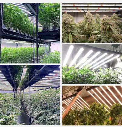 Grow Room Temp Led Supplemental Grow Lights