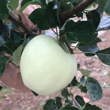 Orgin fresh Green Granny Smith apples