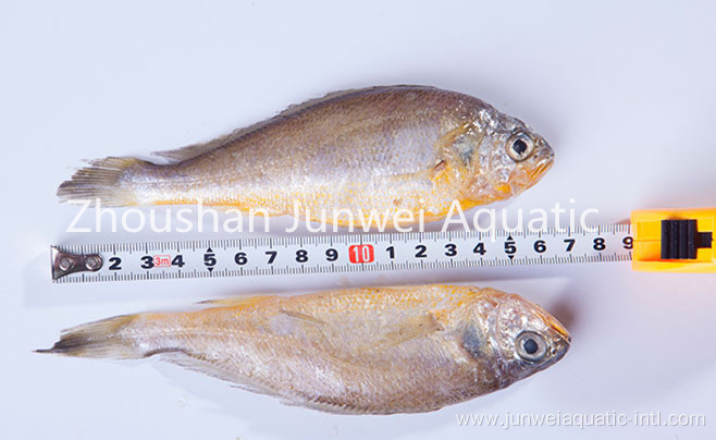 fresh frozen yellow croaker for sale