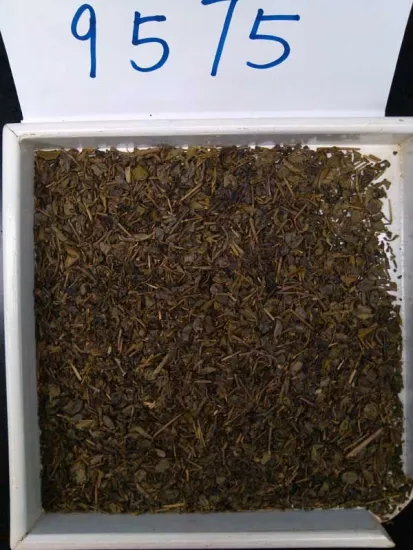 China green tea gunpowder