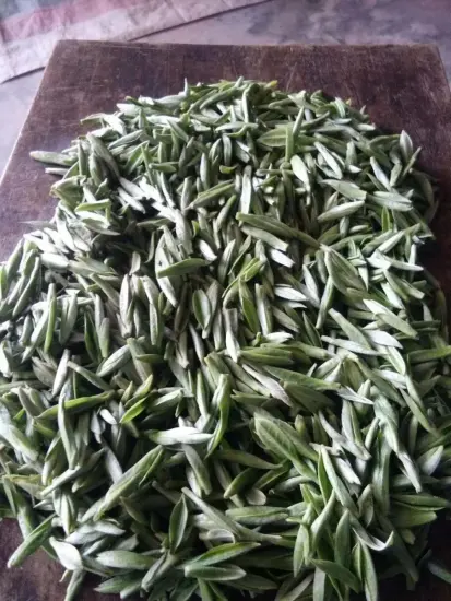 Green tea wholesaler usa