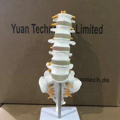 Lumbosacral Vertebrae and Nerves Anatomy Model