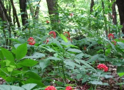 Panax Ginseng Root P.E.Ginsenosides