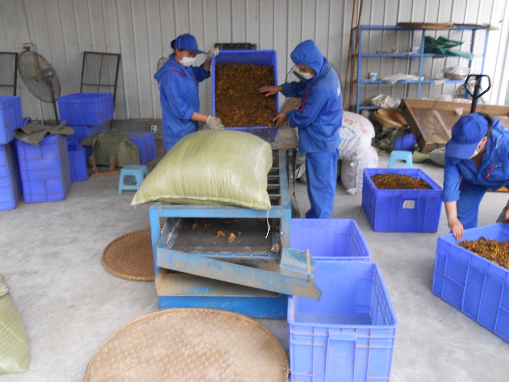 High-Altitude Shizhu Coptis Manufacturer in China