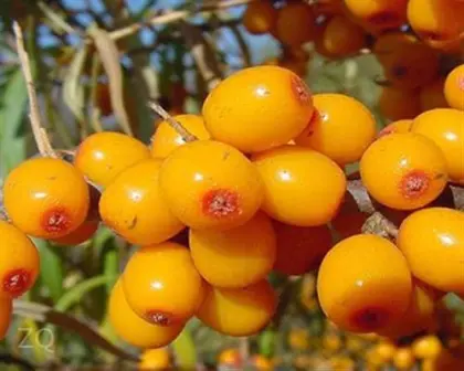 100% Pure Sea buckthorn Seed Oil
