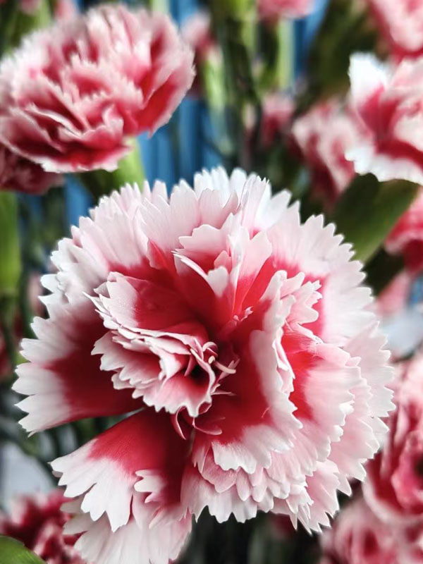 Spray carnation Scarlett1