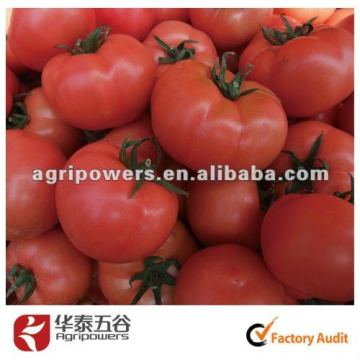 High resistant beautiful bright red colorTM963 Beef Tomato seed