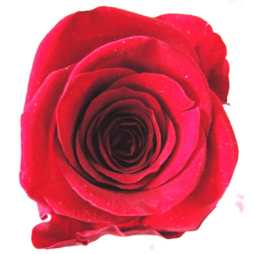 wholesale hot selling popular gift preserved flower