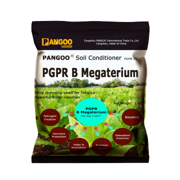 PGPB 05  PGPR- B Megaterium