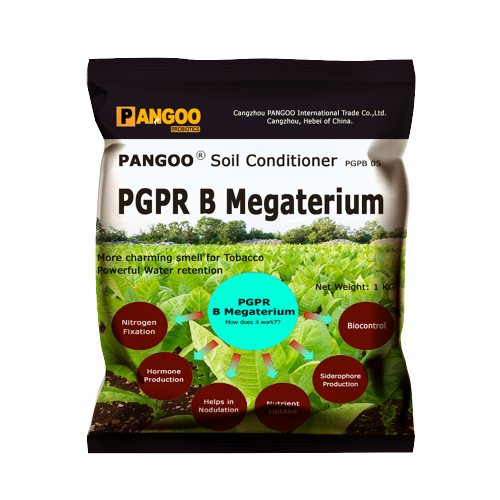 PGPB 05 PGPRB B Megaterium