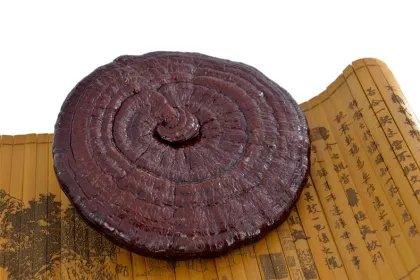raw materials supplements ganoderma lucidum red mushroom
