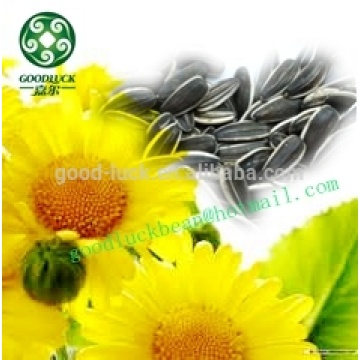 Non GMO Confectionery Sunflower Seeds Sell