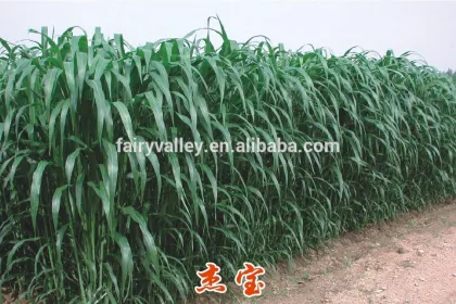 2014 Newest Forage Grass Seeds Gaodan Grass Seeds Sorghum sudan grass seeds For Growing